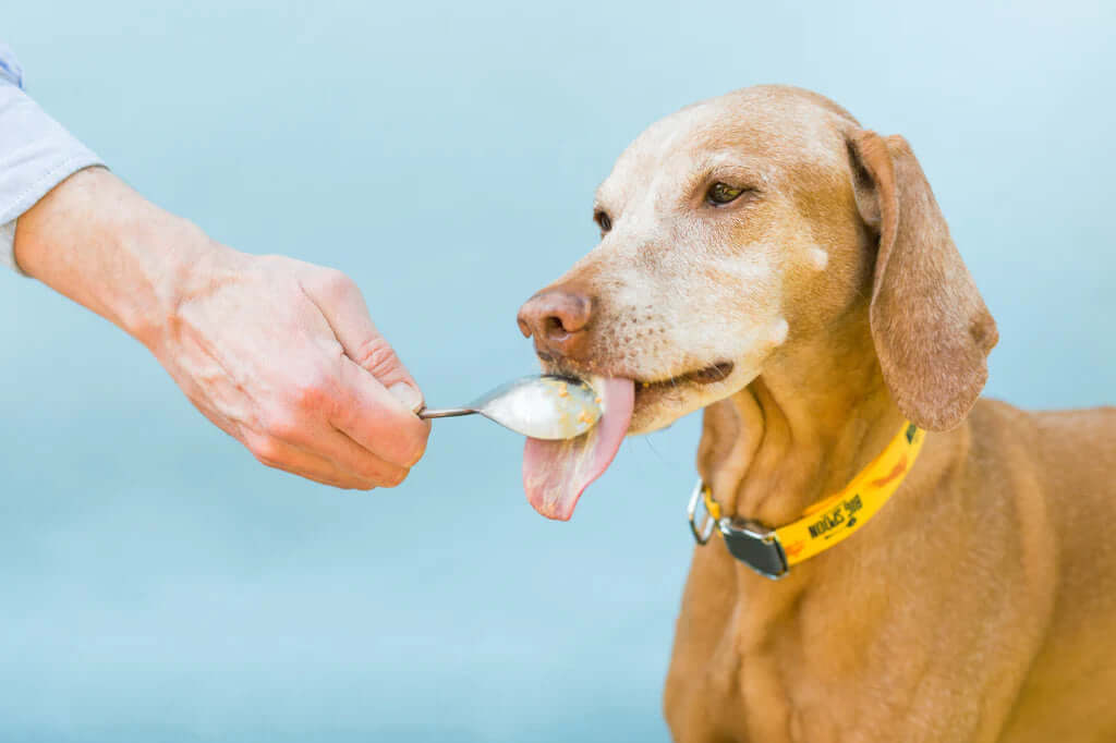 Peanut is good for hot sale dogs