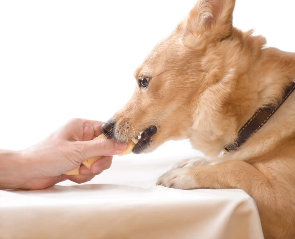 Dogs eat ginger top snaps