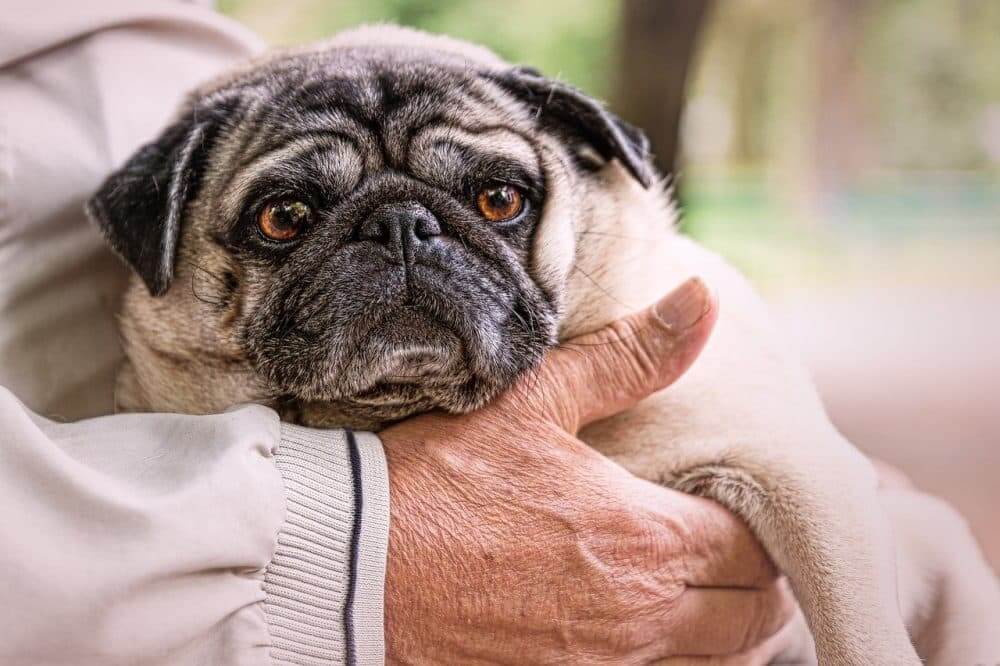 Pug dog years deals to human years