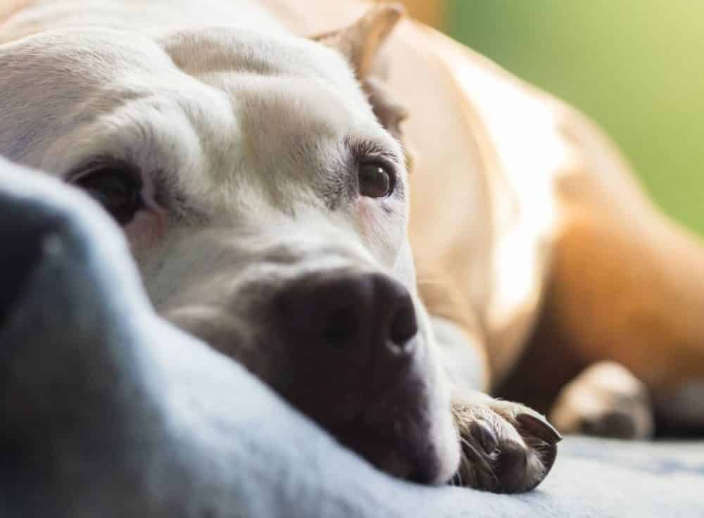 Dog nesting behavior cheap after spaying