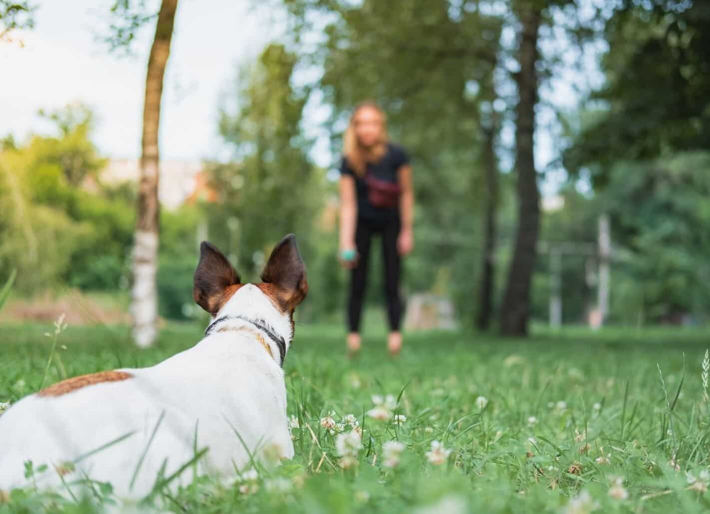 Do Dogs Recognize Their Owners?