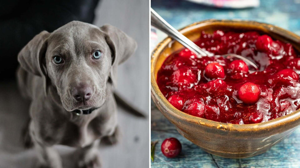 Are cranberries toxic to dogs best sale