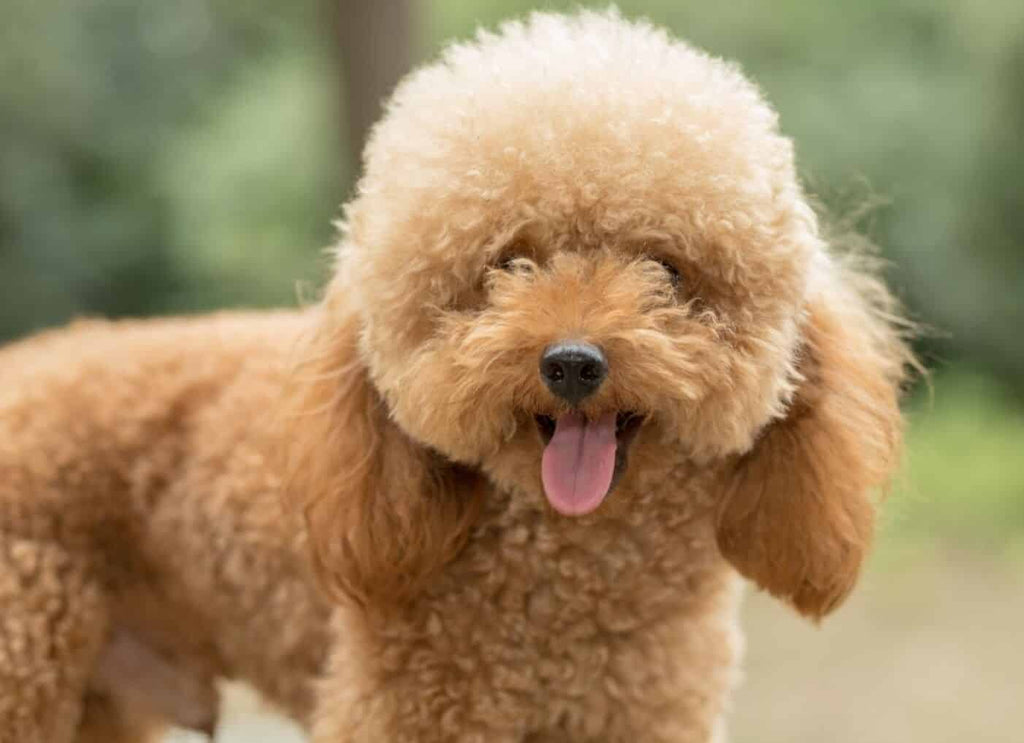 Aggressive shop toy poodle