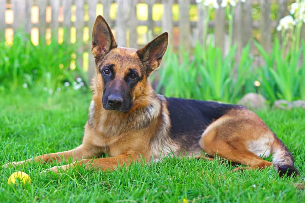 German sales shepherd eyebrows