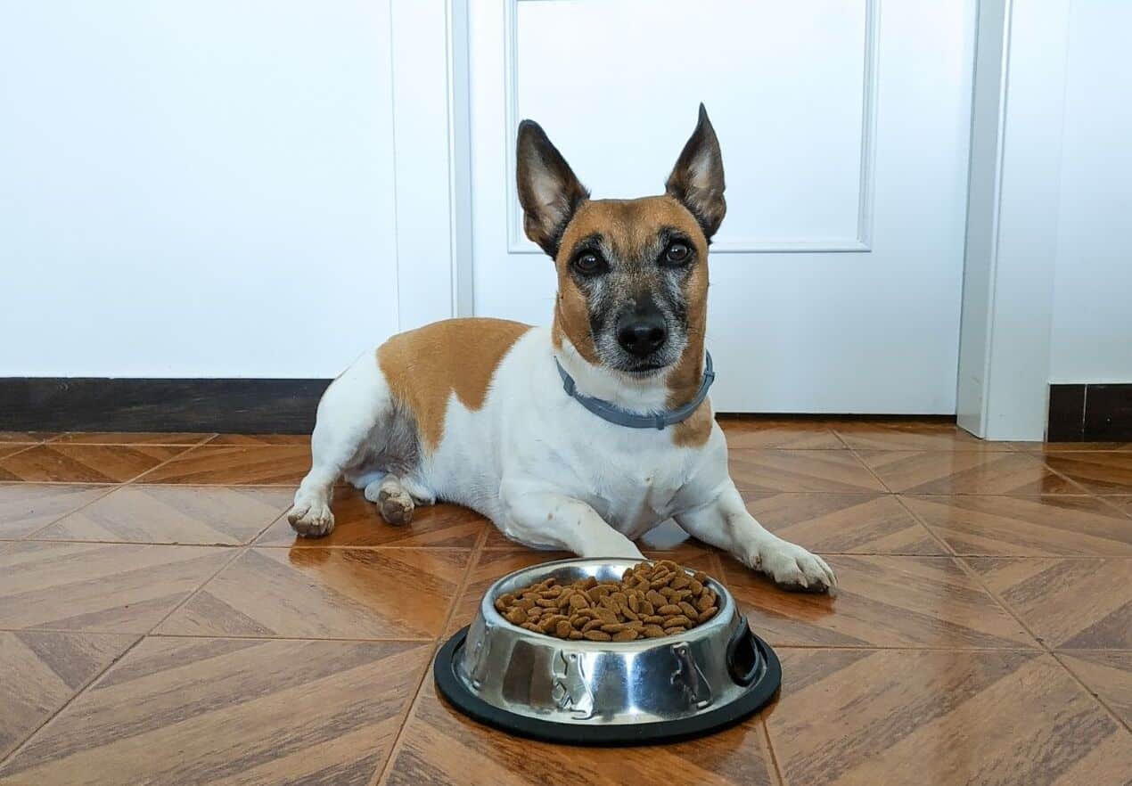 My dog stopped eating dry food best sale