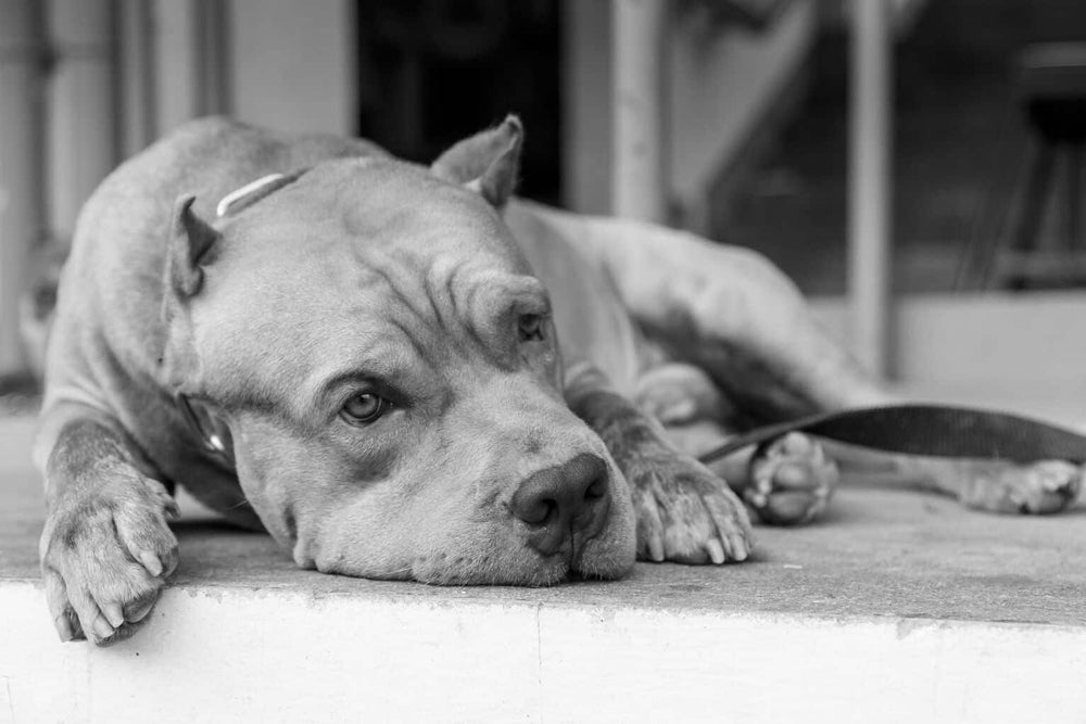 Can Dogs Get Depressed?